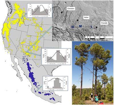 Is a Mexican Pine Species Better Adapted to the Warming Climate of the Southwestern USA?